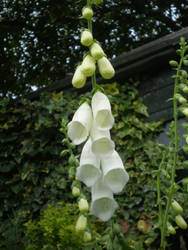 White Flower