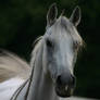 Le Cheval Arabe