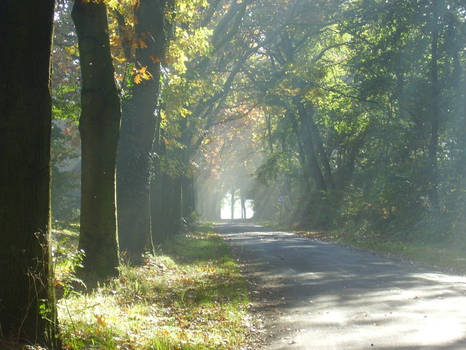 sunny walks