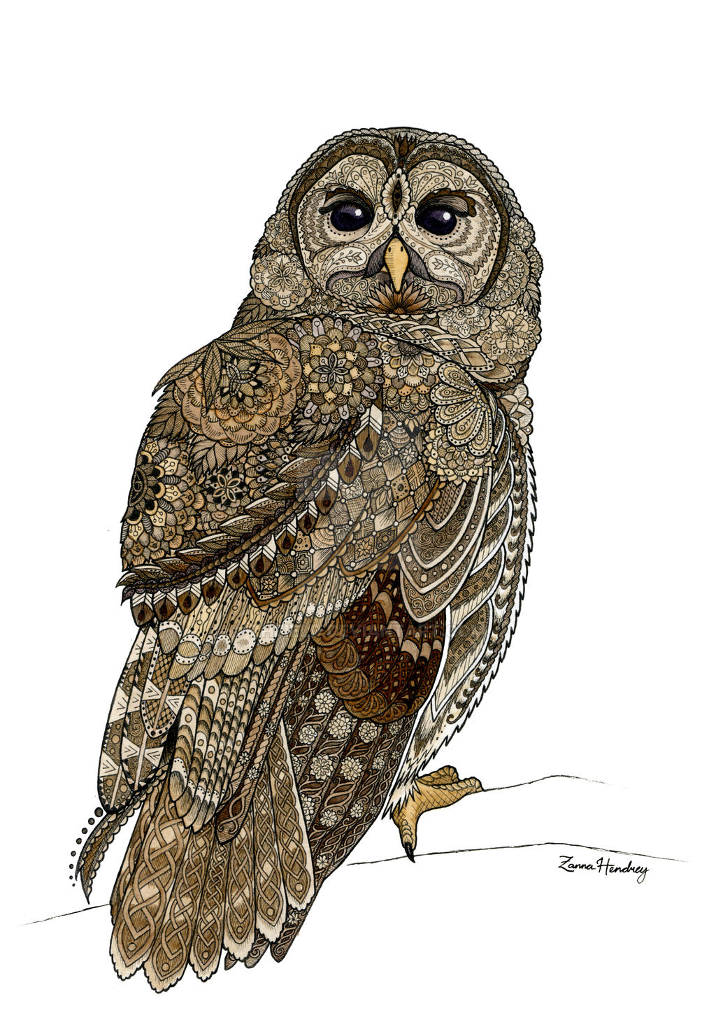 Barred Owl by ZHField on DeviantArt