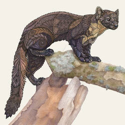 Pine Marten