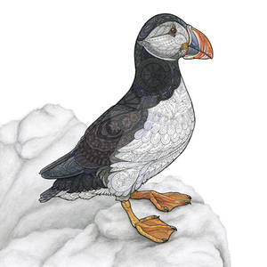 Puffin