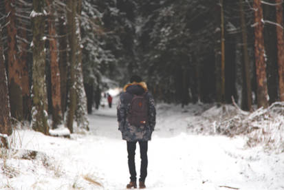 winter forest