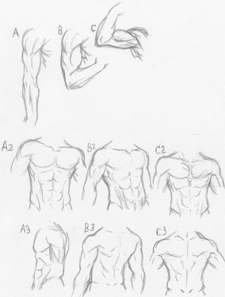 Muscle anatomy tutorial sorta XD by Ghost-of-Shoichi on DeviantArt