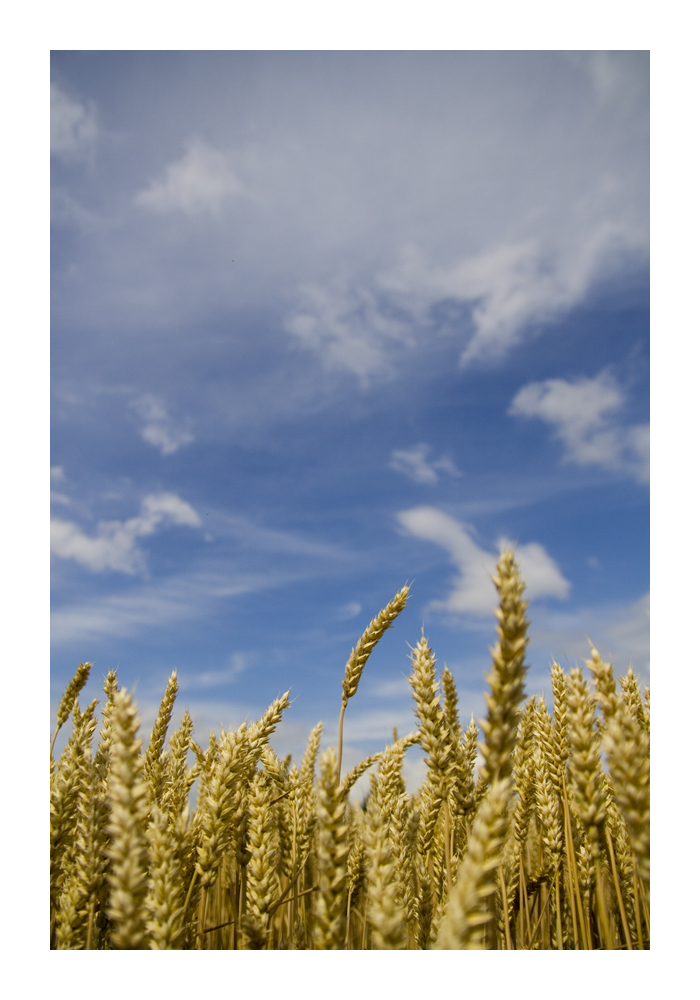 corn field