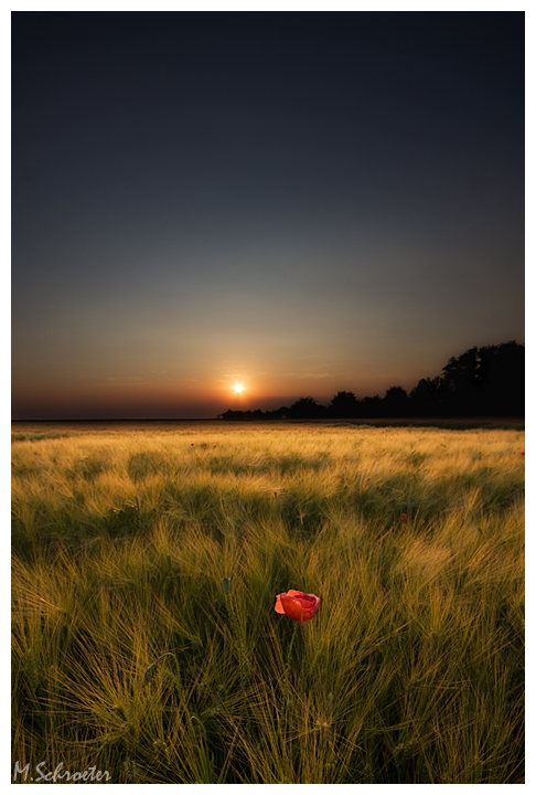 Field in the sunset