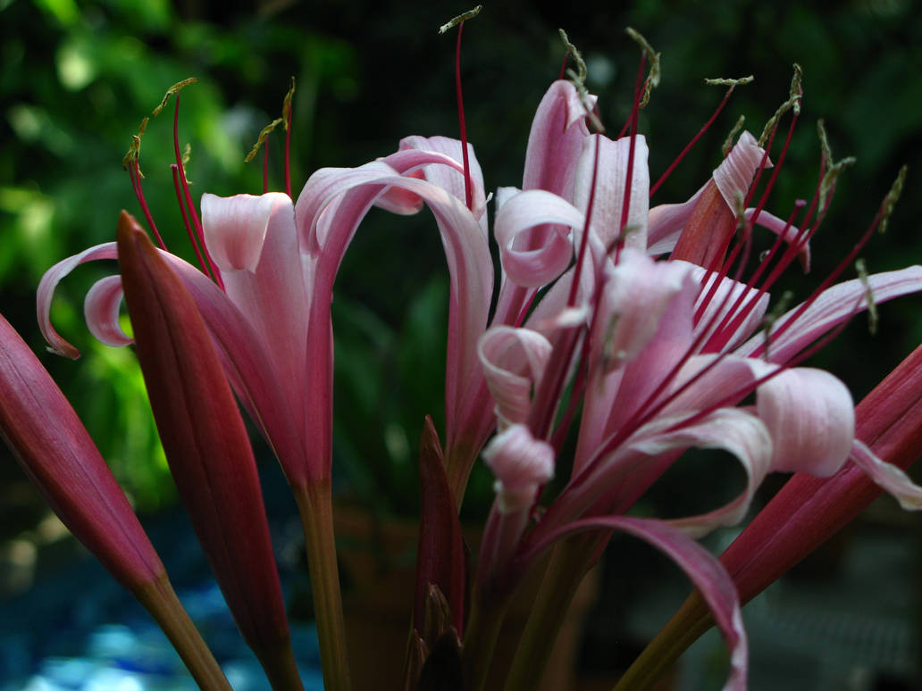 Pink Firework Flower Pink Firework by Nefensis on DeviantArt