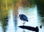 Great Blue Heron by MFDonovan