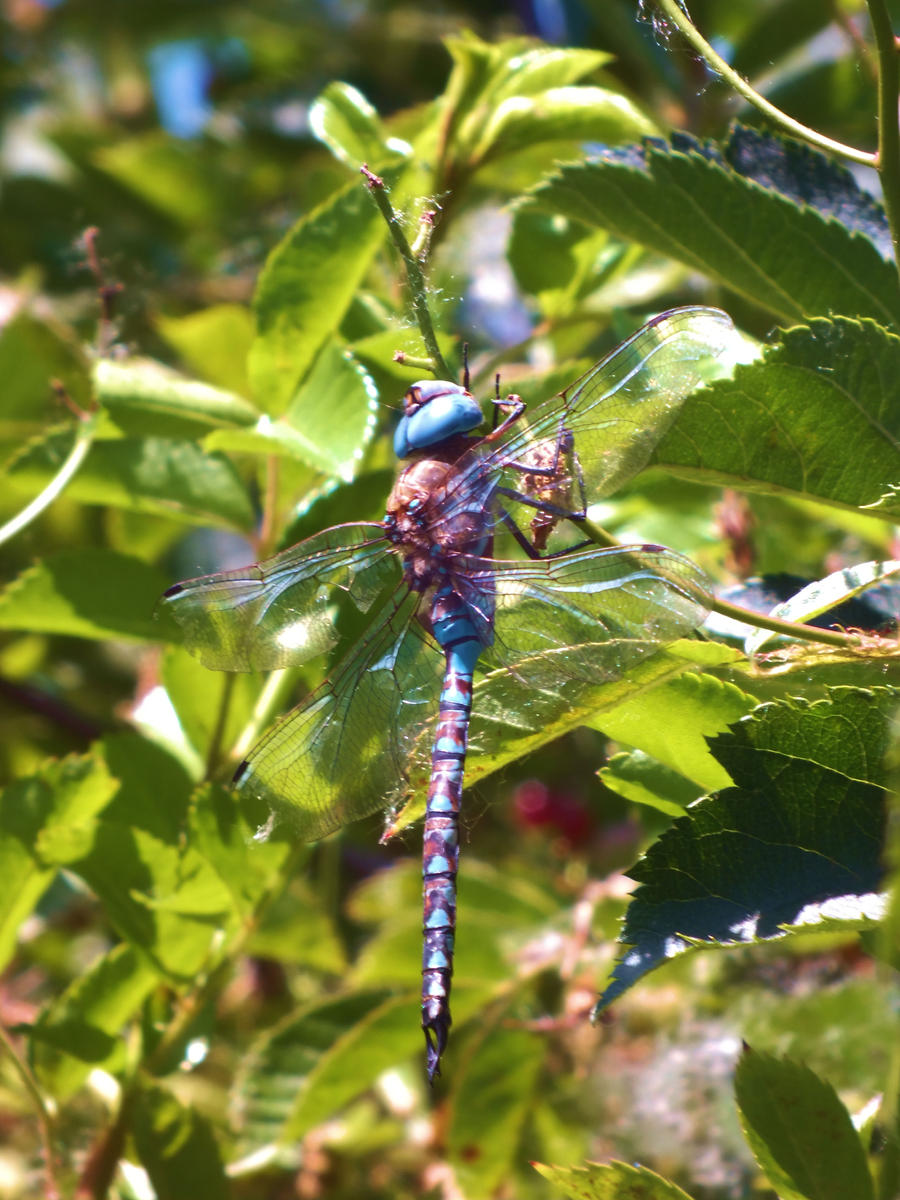 Blue Dragon Fly