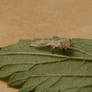 caterpillar skin