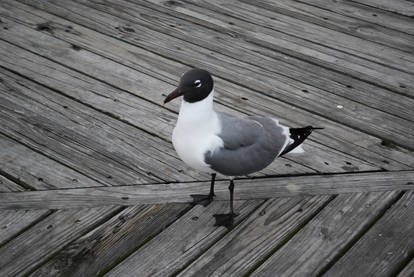 Black Headed Seagull