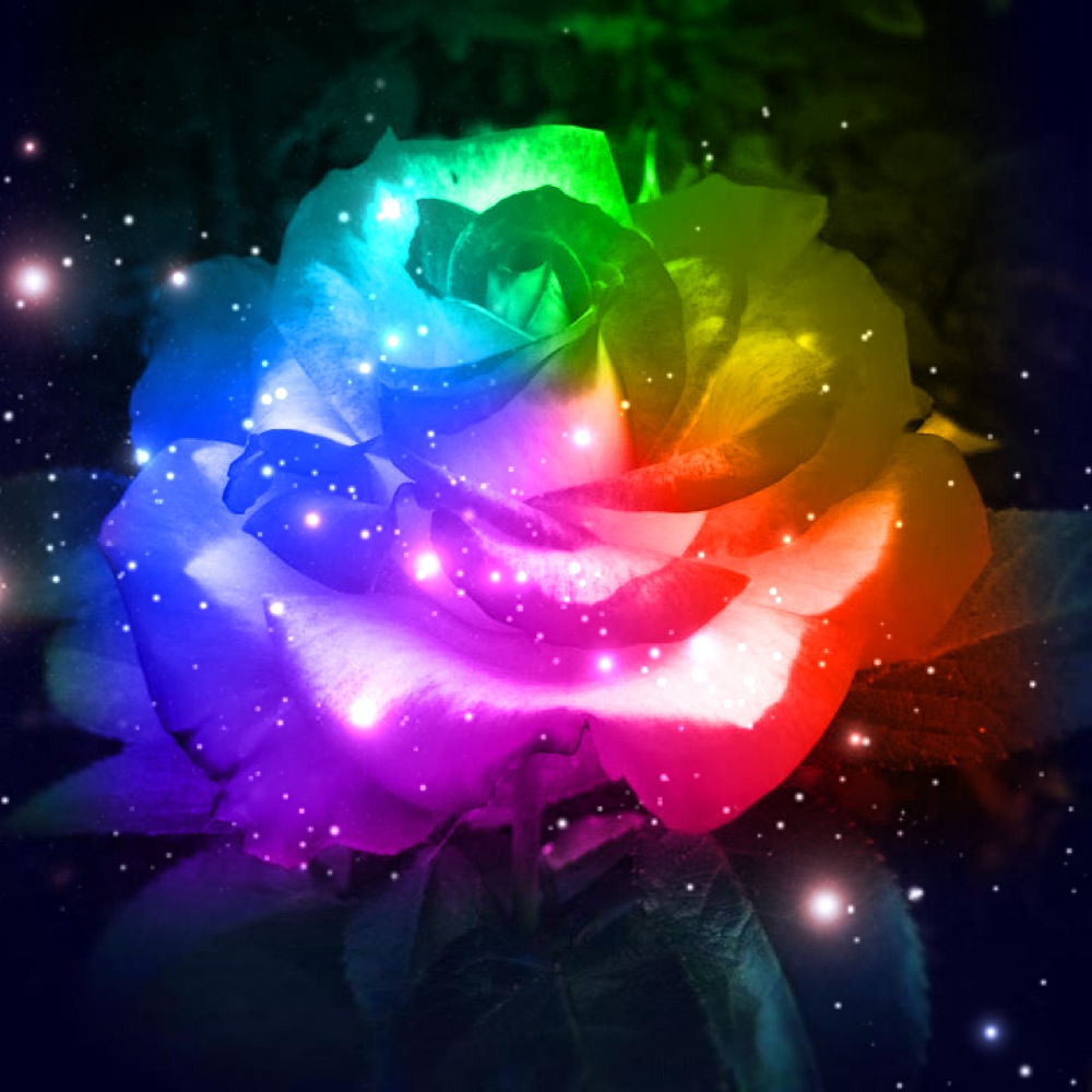 Hoa hồng thiên hà cầu vồng là chủ đề đặc biệt và đầy màu sắc trong thế giới hoa. Hãy chiêm ngưỡng những hình ảnh đầy tuyệt vời và lãng mạn về loài hoa này để cảm nhận được sự độc đáo và tinh tế.