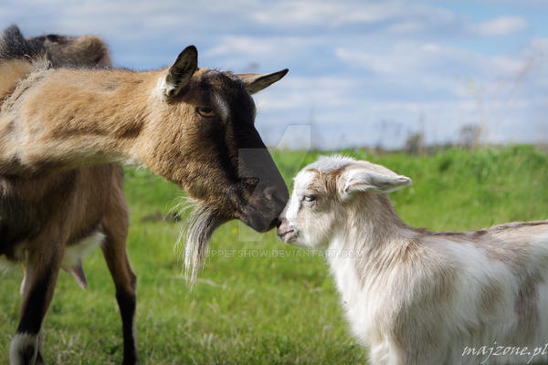 Muppet Goat Goats by MuppetShow on DeviantArt