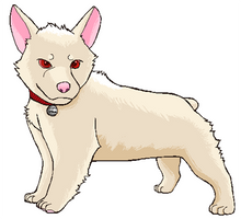 Albino Corgi