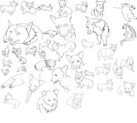 Corgi Study