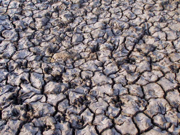 Mud Cracks Texture III