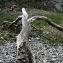 Log II