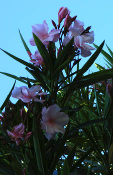 [stock_photos] oleander