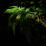 [stock_photos] ferns