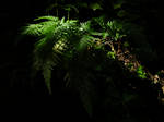 [stock_photos] ferns by MajorasMasks