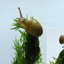 [stock_photos] snail