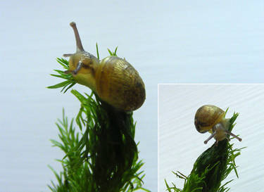 [stock_photos] snail