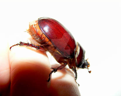 [photography] Beautiful Beetle