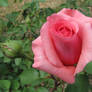 Another Rose
