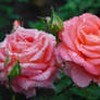 some more roses