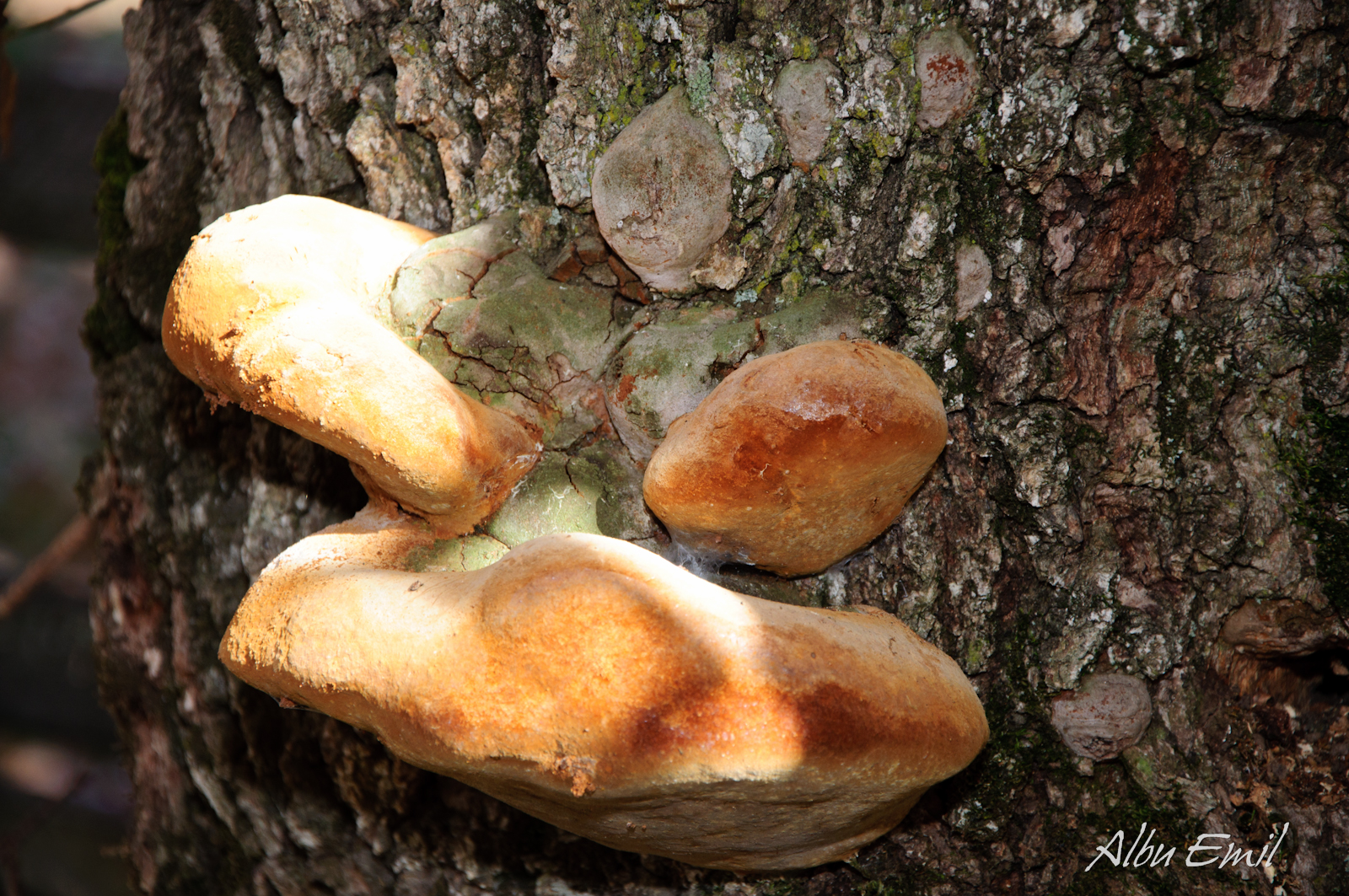 tree fungus