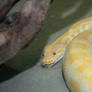 albino snake