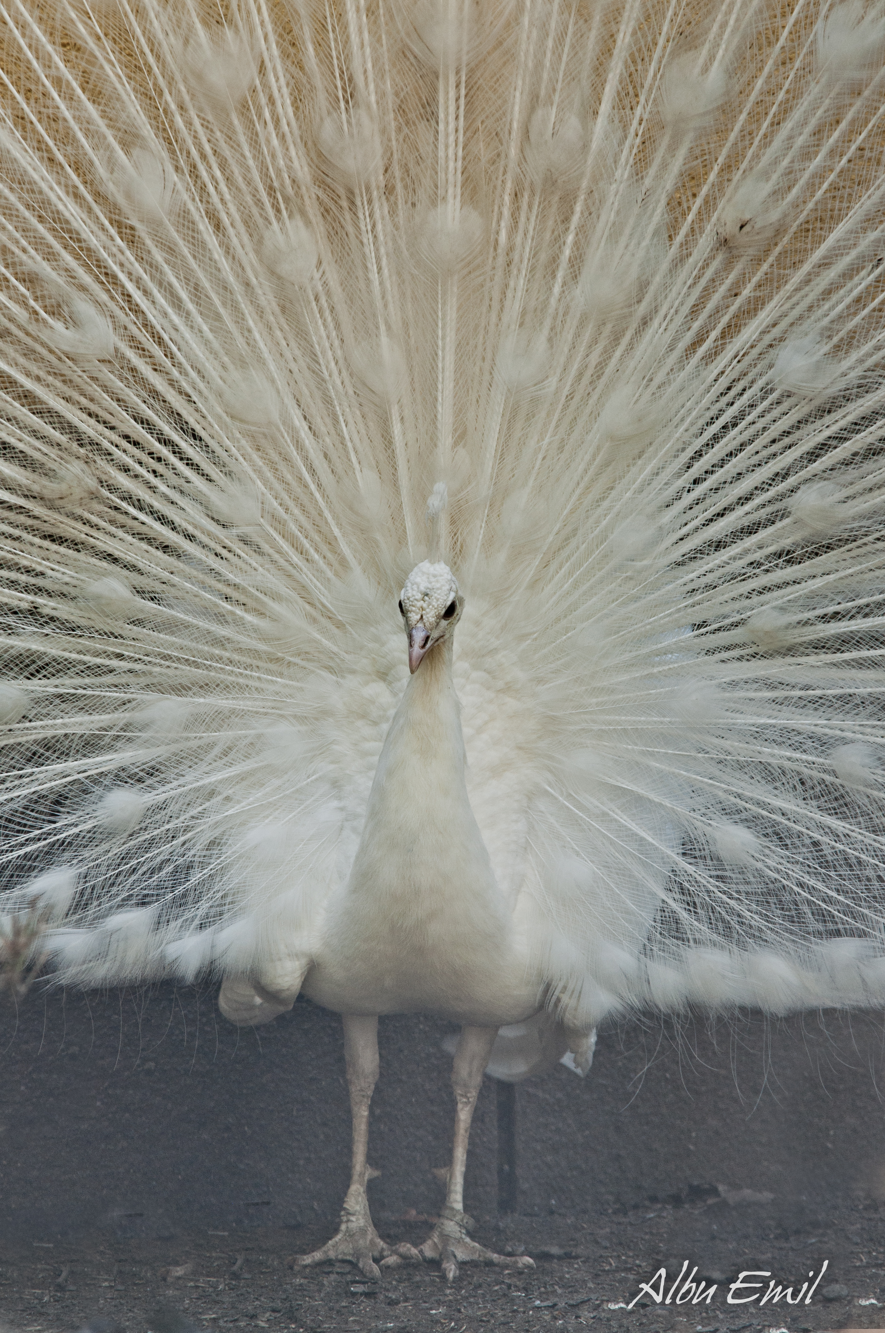 white peacock