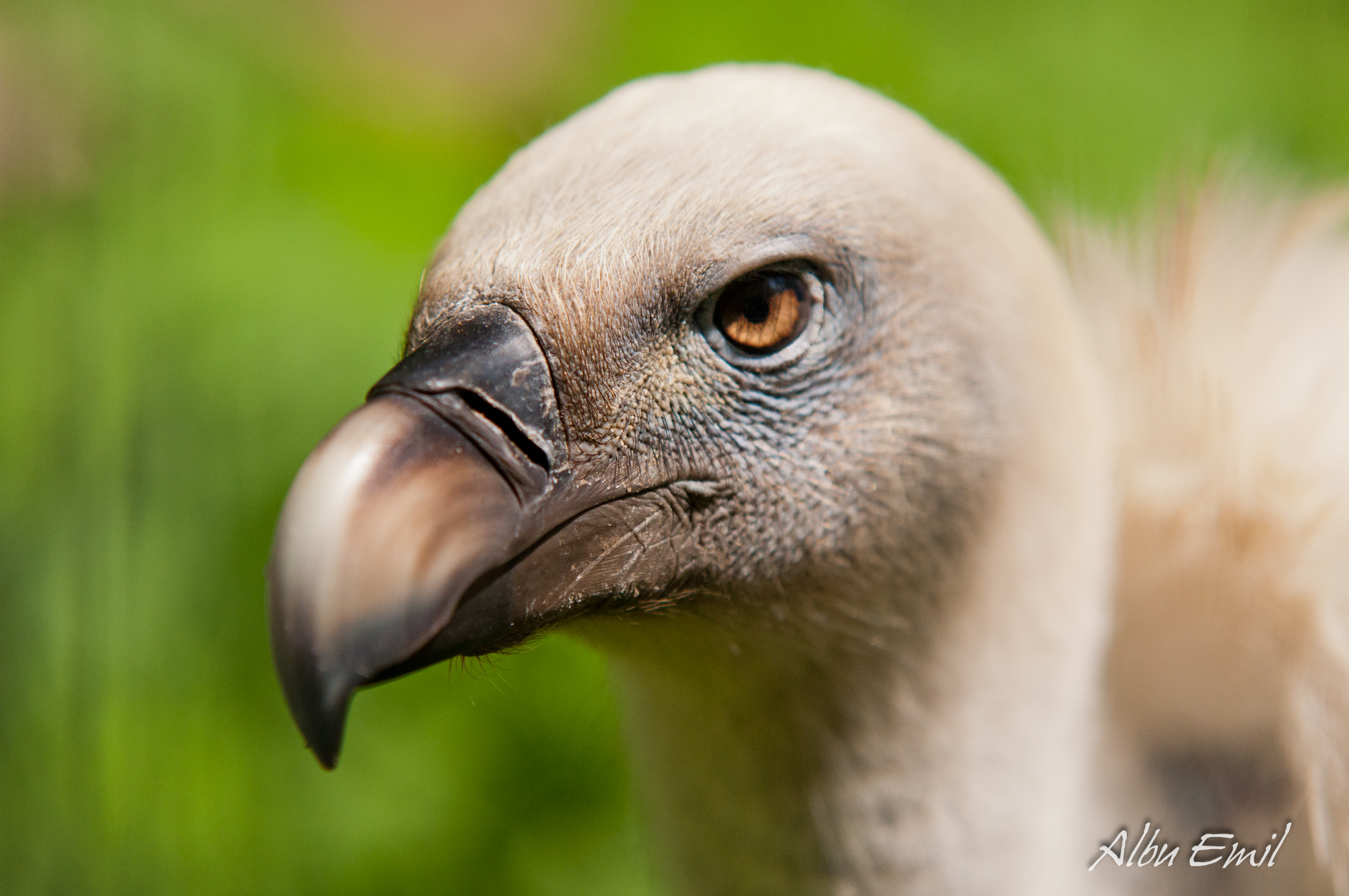 Condor Portrait