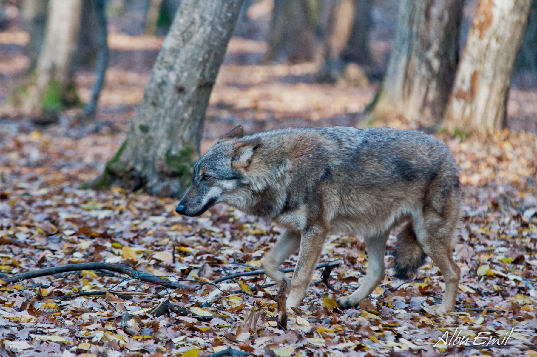 wolf submissive pose