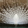 White Peacock