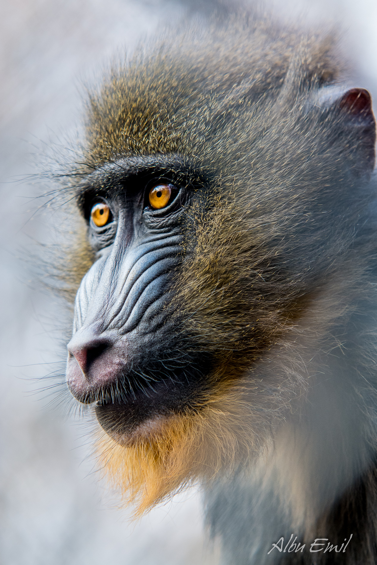 Mandrill Portrait