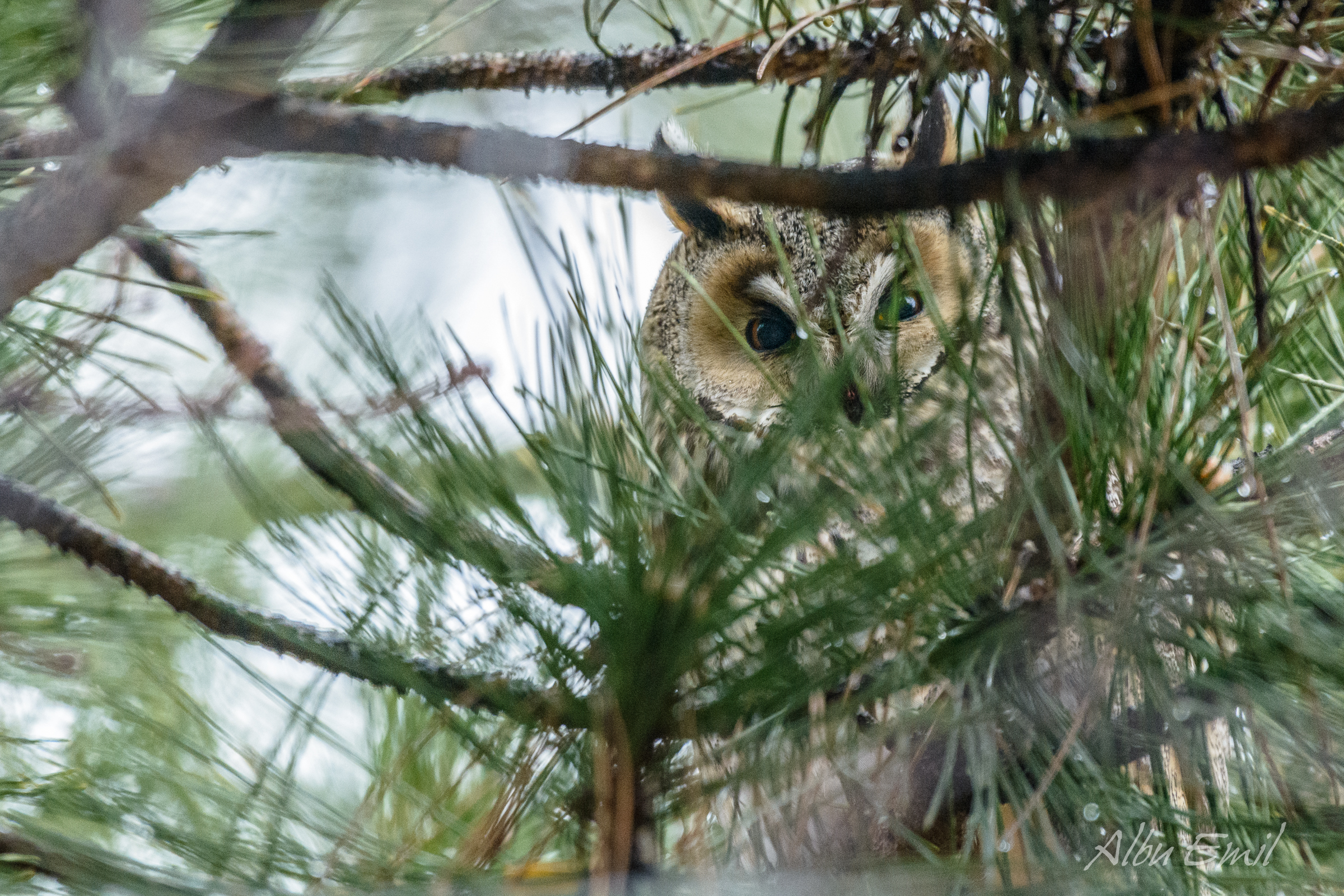 Owl hiding in the trees.