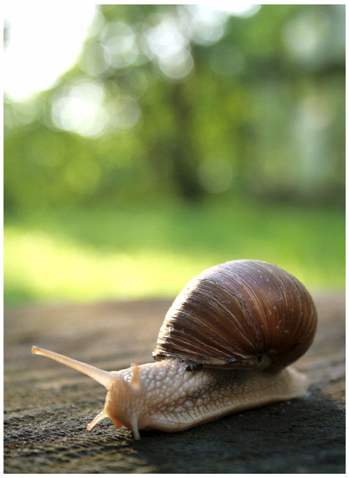 Snail