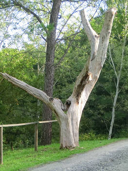 Cuore d'albero