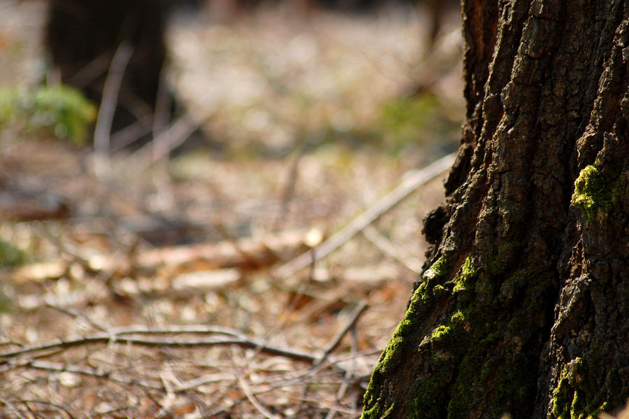 tree texture.