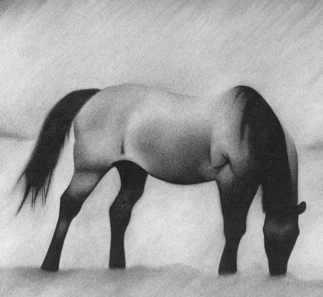 horse charcoal