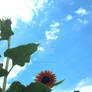 Blue Sky and Sunflowers