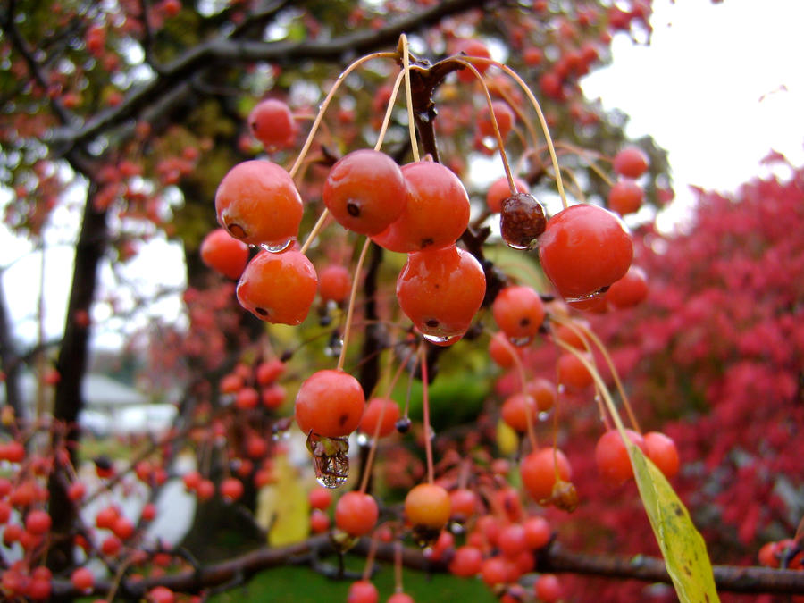 Crabapples 3