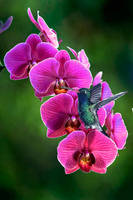 Hummingbird