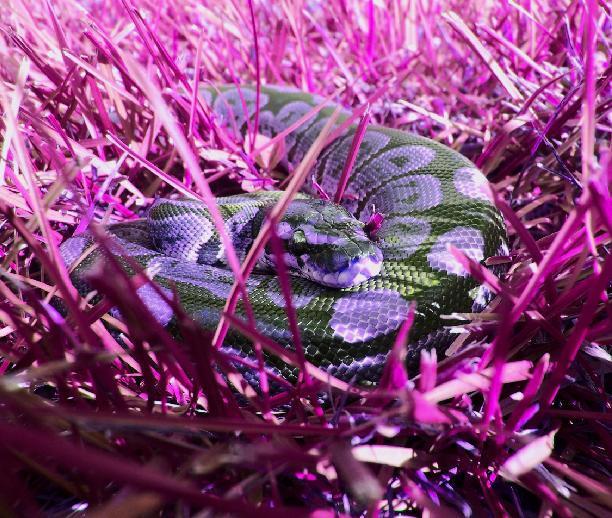 Willy Snake Willy Wonka's Snake. by AlanaGrace on DeviantArt