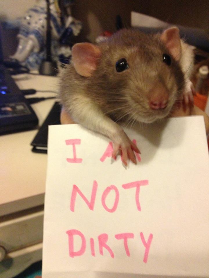 Rats are some of the cleanest animals in the world by happykitsune on  DeviantArt