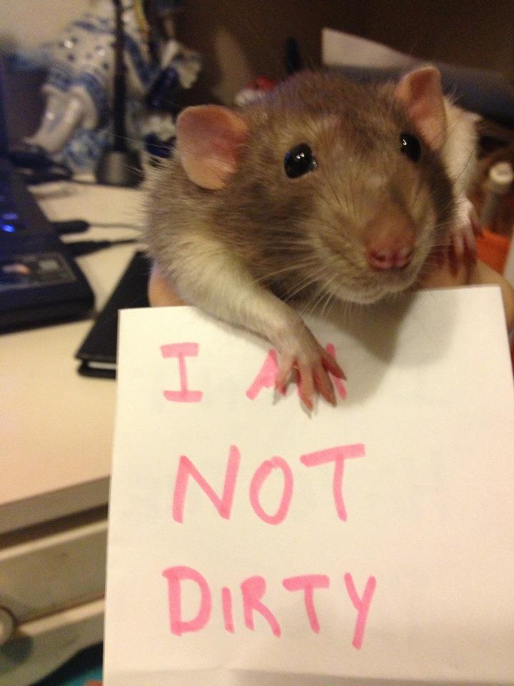 Rats are some of the cleanest animals in the world by happykitsune on DeviantArt Rats are some of the cleanest animals in the world by happykitsune on DeviantArt