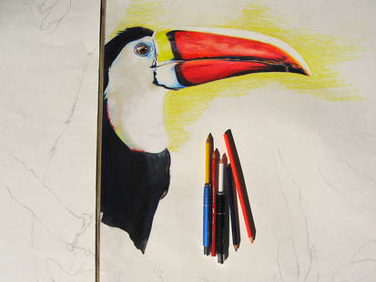 Toucan