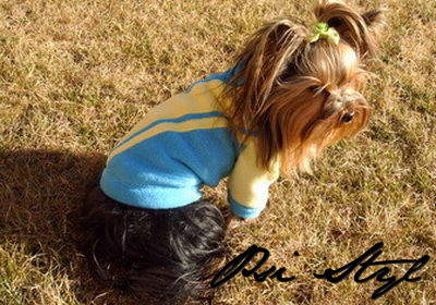 Hoodie for dog/ Bluza dla psa