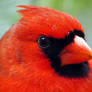 Cardinal Bird